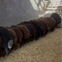 بره همو و هترو|حیوانات مزرعه|یزد, |دیوار