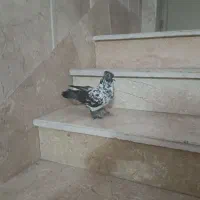 کبوتر گرفتنی