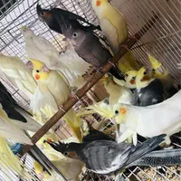 شاه طوطی برزیلی ملنگوفنچ خورشیدی لوری راهب کنگان|پرنده|بوشهر, |دیوار