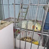جفت عروس هلندی