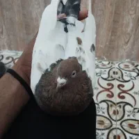 کفتر یا کبوتر سینه|پرنده|ملک‌آباد, |دیوار