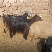 بز جوان داشتی وکشتاری