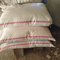 کود سر|گل و گیاه طبیعی|نورآباد, |دیوار