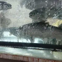 فروشگاه بزرگ مرغ ماهی به صورت کلی وجزی