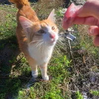 گربه شما نیست