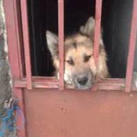 سگ ژرمن شولاین هیولا|سگ|قائم‌شهر, |دیوار