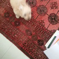 فروش سگ نر شیتزو|سگ|پردیس, فاز ۳|دیوار