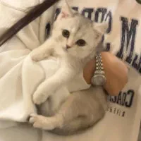 گربه بریتیش