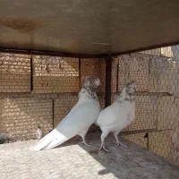 کبوتر|پرنده|میبد, |دیوار