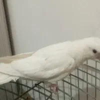 3 عدد جوجه عروس هلندی دستی