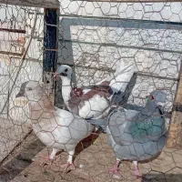 سه‌تا‌کفتر