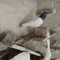 کله سبزفروشی
