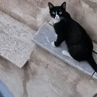 گمشده، مژدگانی ۵میلیون|گربه|شهرکرد, |دیوار