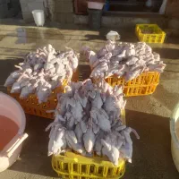 مرغ.محلی تابش|حیوانات مزرعه|دهدشت, |دیوار