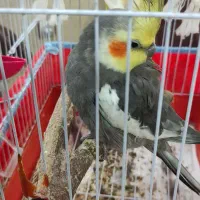 آگهی فروش طوطی عروس هلندی