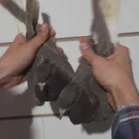 چند جفت شهری و دم سفید کلکسیونی|پرنده|برازجان, |دیوار