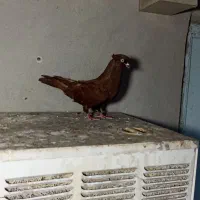 نر سرخ اصیل