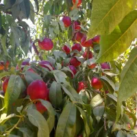 جاده-سلماس-عربلوی-بیشه