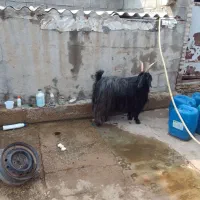 فروش ۴ راس بز جوان و چاق