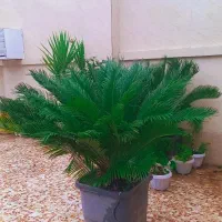 نخل سیکاس|گل و گیاه طبیعی|رضوانشهر, |دیوار