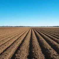 زمین کشاورزی اجاره برای کاشت سیر