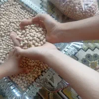 نخود کرمانشاه