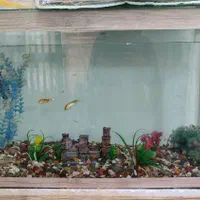 آکواریوم معاوضه با پرنده قفسی|ماهی|مشهد, امیریه|دیوار