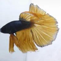 ماهی فایتر هافمون|ماهی|تهران, سهروردی|دیوار