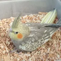 نرو ماده عروس هلندی