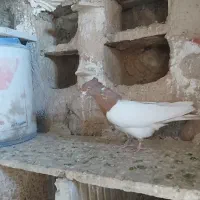 نر کله زرد یکه