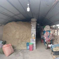 کاه سفید و‌ کاه نخود