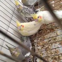 جوجه عروس هلندی مناسب برای اهلی کردن|پرنده|بناب, |دیوار