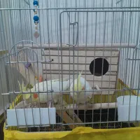 سلام