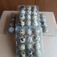 تخم مرغ محلی دوزرده و بلدرچین|خوردنی و آشامیدنی|مشهد, توس (بلوار توس)|دیوار