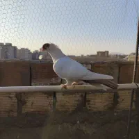 کبوتر هلمت امریکایی طوقی مسافتی|پرنده|هشتگرد, فاز ۳ مهستان|دیوار