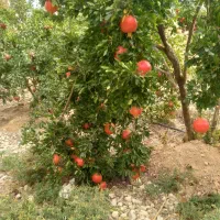 انار درجه یک کوهمره