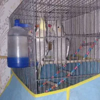 عروس هلندی نروماده|پرنده|آبیک, |دیوار