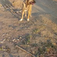 سگ پژدر|سگ|اهواز, زردشت|دیوار