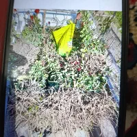 گل قرمز و صورتی