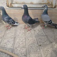 سه تا صید دونه ۲۵۰|پرنده|مشهد, مشکینی (شهرک غرب)|دیوار