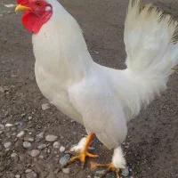 خروس چینی|حیوانات مزرعه|رشت, نیروی دریایی|دیوار