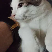 سرپرستی همه یا چند گربه