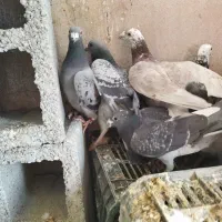 کبوتر پلاکی طوقی (چنارشیجون)|پرنده|شیراز, درکی|دیوار