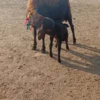 فروش میش بره دار و آبس|حیوانات مزرعه|گنبد کاووس, |دیوار