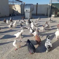 کبوتر تهرانی