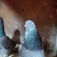 کبوتر کفتر پرشی بعدظهری