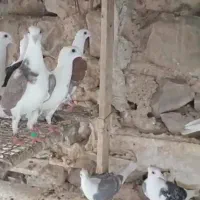 کفترکاکولی اصل|پرنده|شیراز, شهرک مهدی‌آباد|دیوار