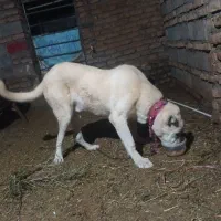 سگ نگهبان وگله ای