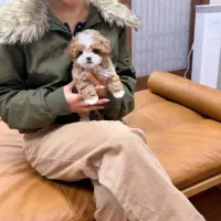 توله سگ مو زیبا خوشگل