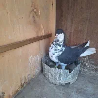 شستی سیاه ماده گلی نر|پرنده|قزوین, |دیوار